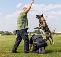 A dog jumps over a police officer and is caught in mid-air trying to reach for a toy held by another officer.