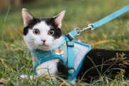 A cat on a leash in a grassy field.