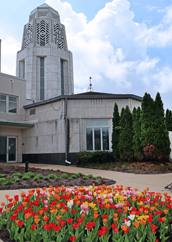 Tulips in a flower bed border the sidewalk leading to the Municipal Building.