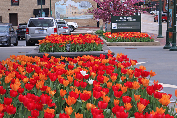 Flowerbeds full of orange and red tulips.