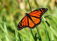 A monarch butterfly settles on a green plant.