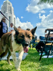 A dog on a leash walks toward the camera with the Municipal Building tower in the background.
