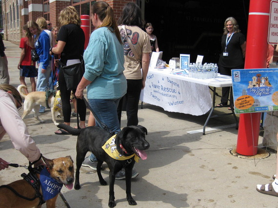 Dogs hang out at the fire station during an adoption event.
