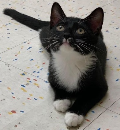 Tuxedo kitten with hazel eyes