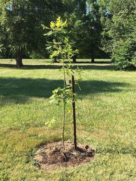 New planted shumard tree
