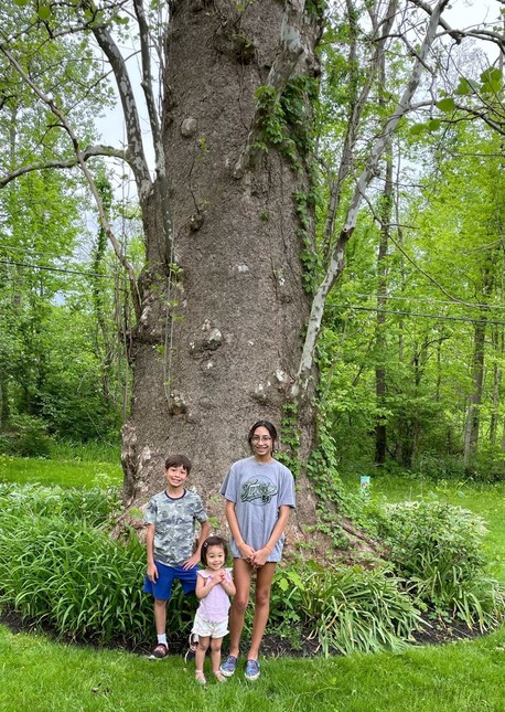 Lilly, Landon, and Nola Wong stand in front of their big tree.