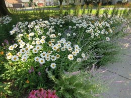 Native Plants