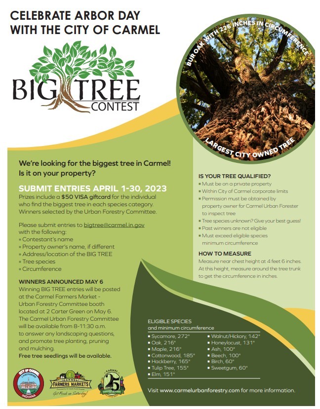 Big Tree Contest 