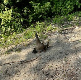 Mother duck with ducklings. 