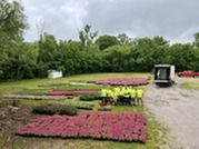 Carmel Street Department flowers