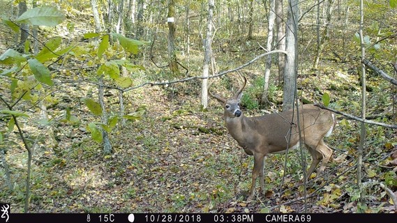 Buck captured on trail camera in 2018