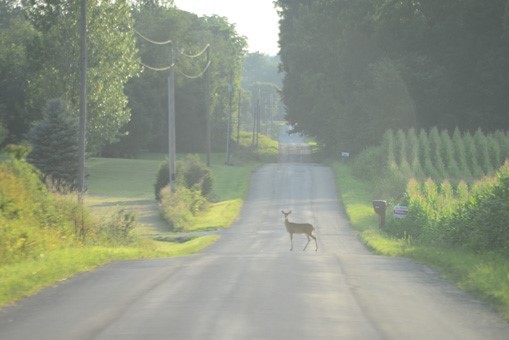 Deer standing in center of road