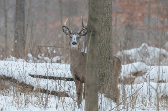 Buck behind tree in winter