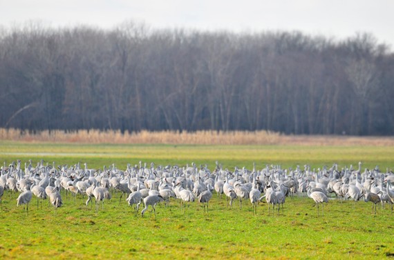 Sandhill crane flock in an open field