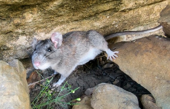 Allegheny woodrat in crevice