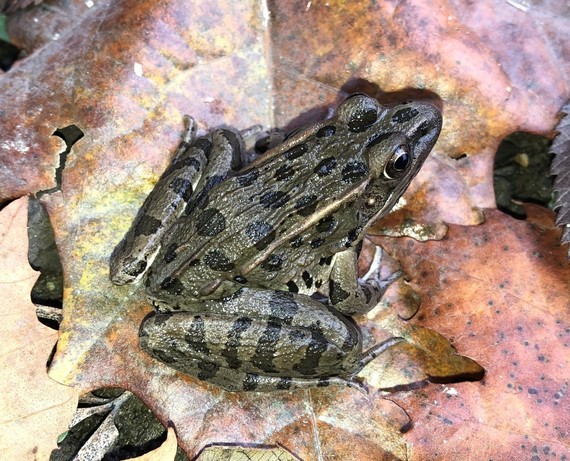 Plains leopard frog on leaf litter from Vermillion County