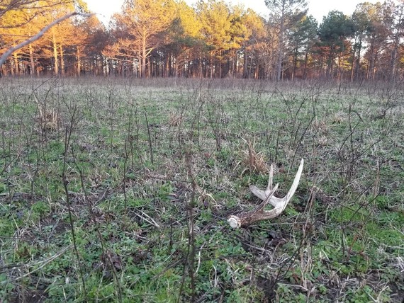 Shed antler in field