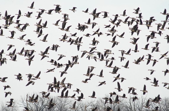 Greater white-fronted geese, snow geese, and Ross's geese in flight