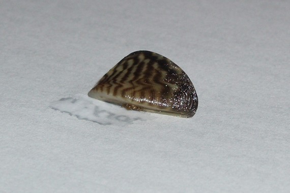 Adult zebra mussel