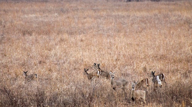 Deer in a field