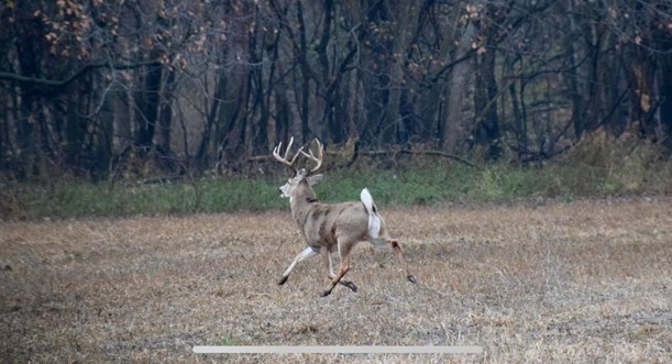 A deer running through a field