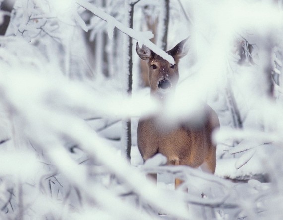 Doe peeking between snowy branches