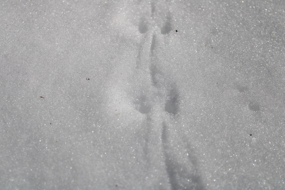 Mouse tracks in snow