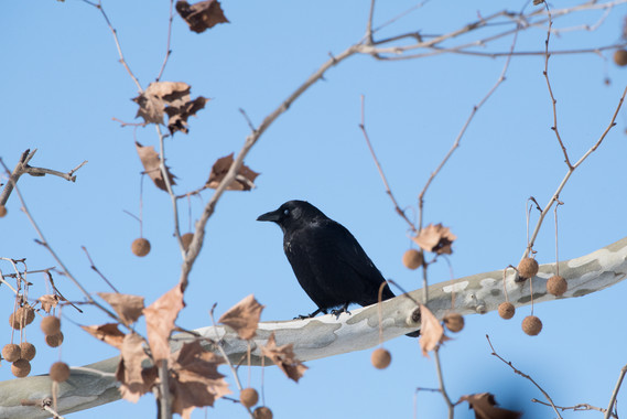 Crow perched in a sycamore tree