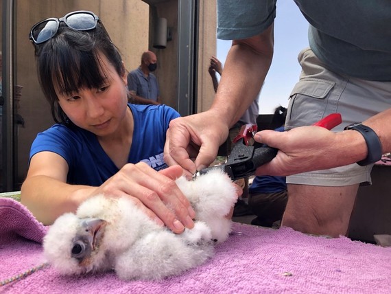 Peregrine falcon chick receiving a leg band from two biologists