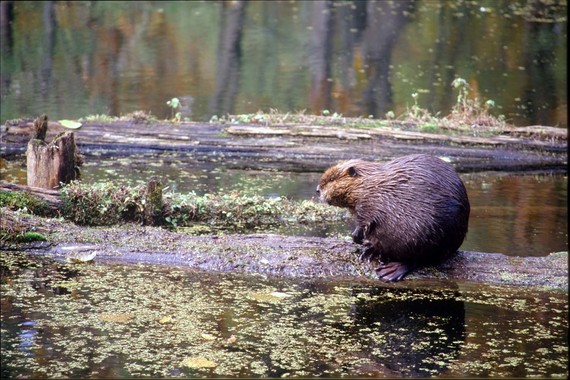 Beaver sitting on a log floating in the water