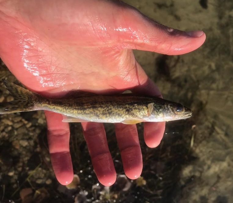 Young walleye in a biologist's hand
