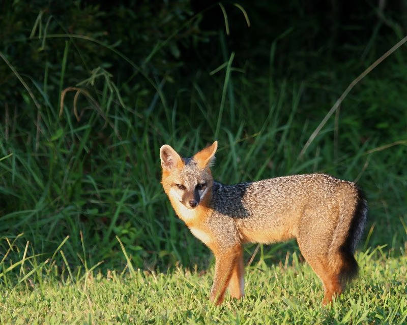 Gray fox standing in short grass