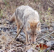 Coyote glancing at trail camera