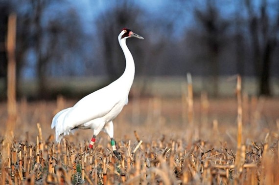 A whooping crane standing in a field