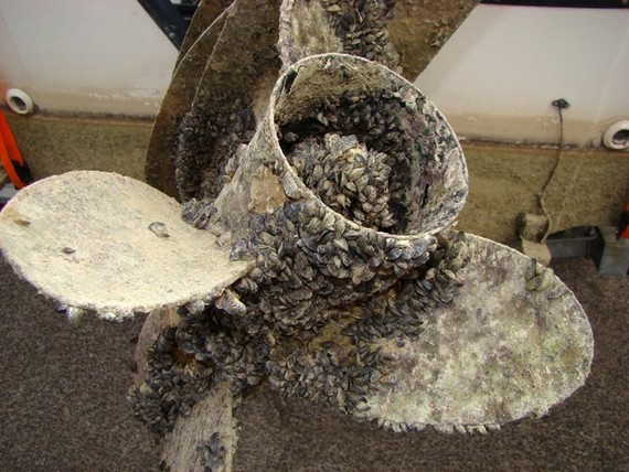 Propeller with muscles attached