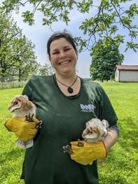 Assistant ornithologist holding barn owls