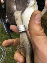 A close-up of a man holding banded goose.