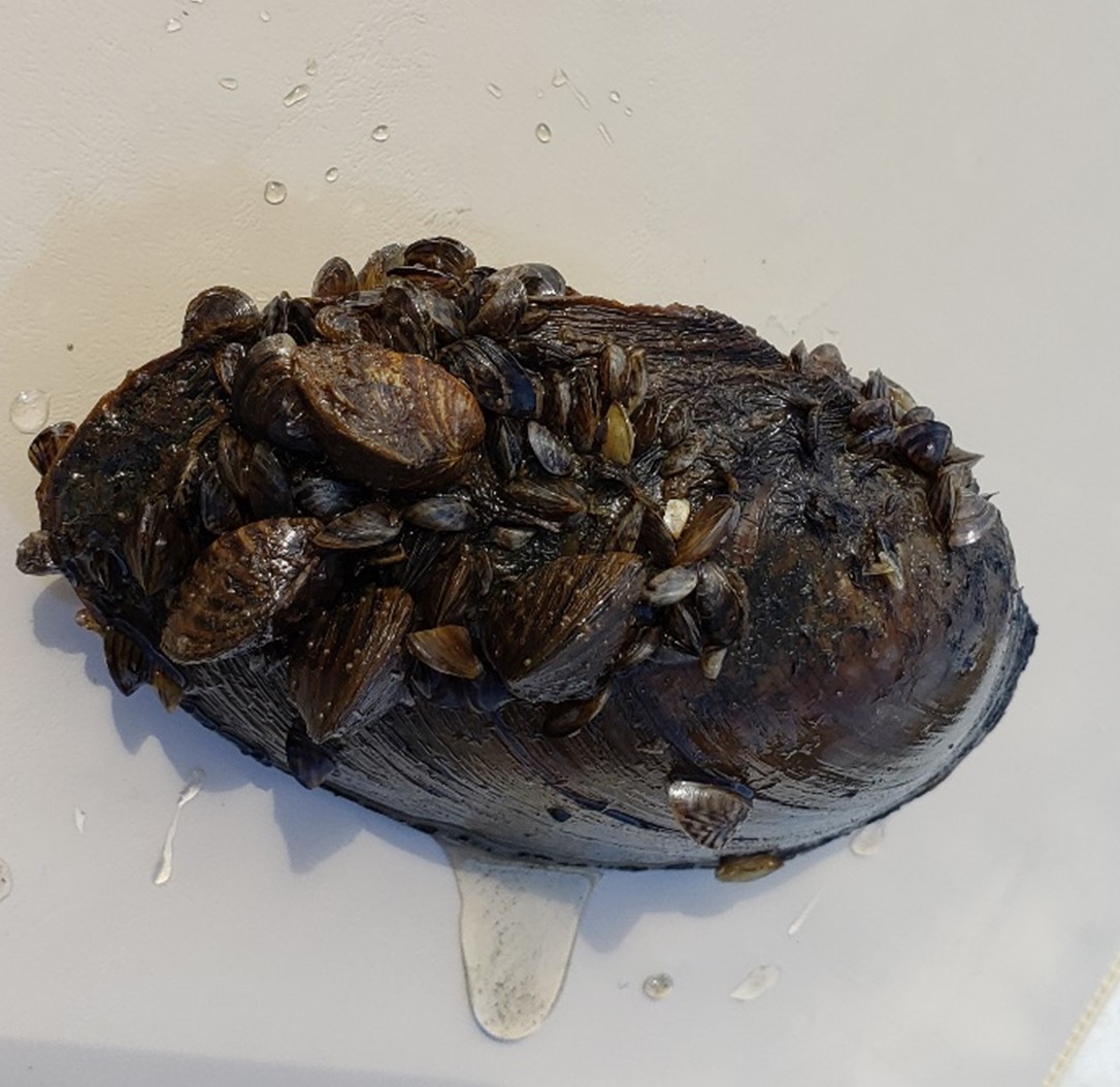 Zebra mussels covering native mussel shell