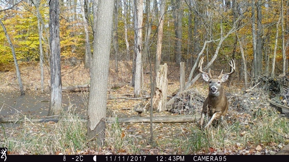 A deer mid-jump in the woods.