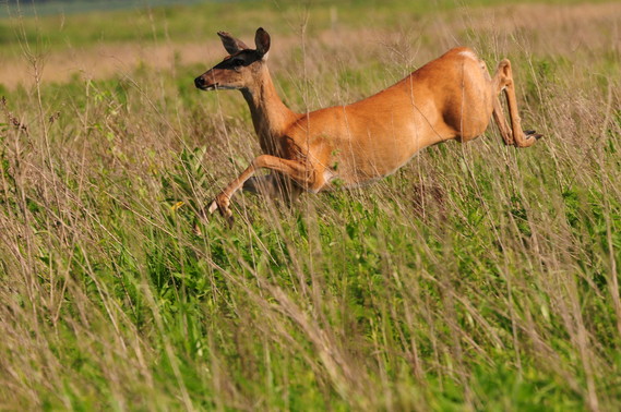 A deer running through a field.