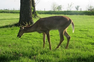 A deer with its mouth open as it stands in grass.