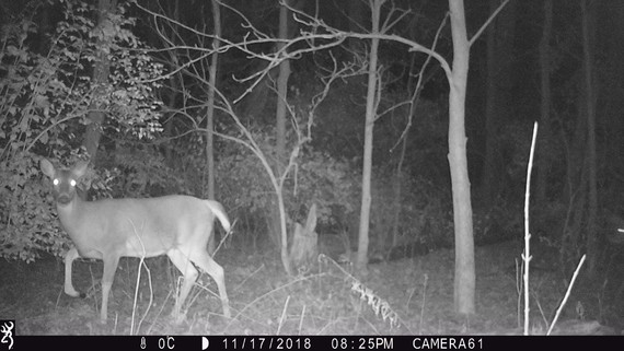 A black and white photo of a deer looking at a trail camera at night.