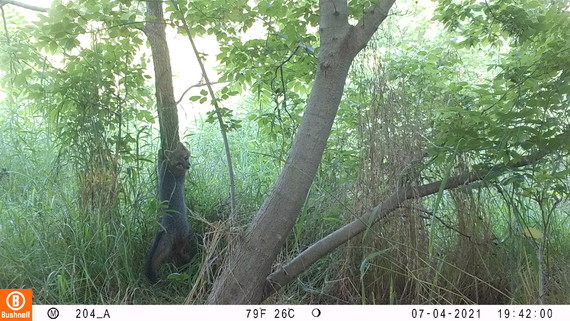 A gray fox with its body against a tree.