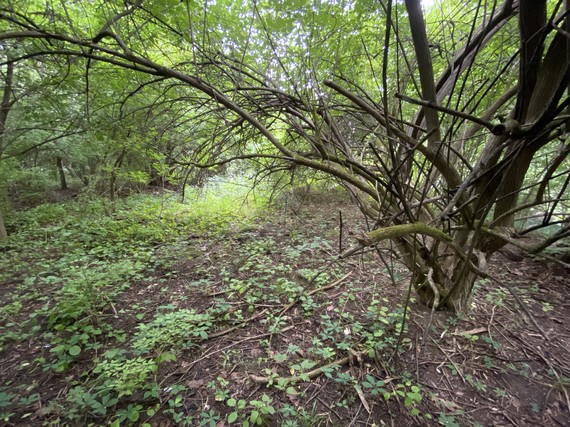 A bush honeysuckle in the woods.