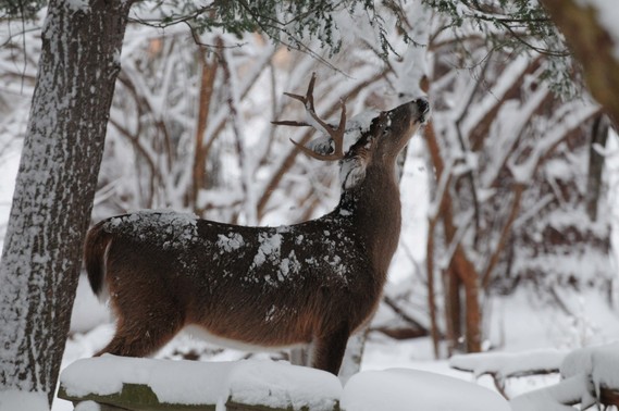 A deer with its head up as it stands in snow.