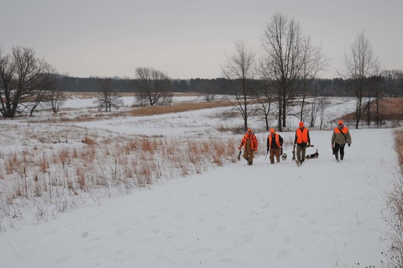 Four men in hunter orange with three hunting dogs, all walking through snow.
