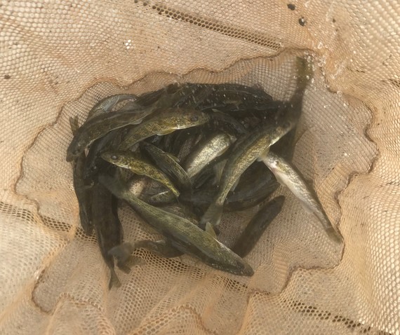 Walleye sitting in a pile on top of each other inside of a net.