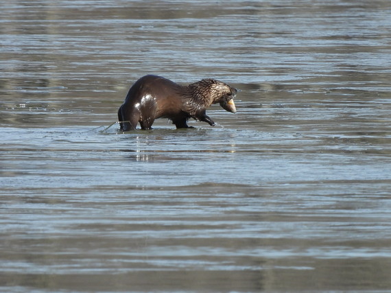 A river otter trotting through water.