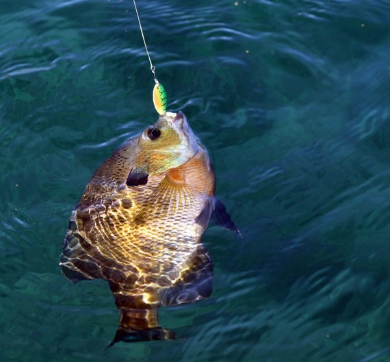 A bluegill hooked on a fishing line in clear blue water.