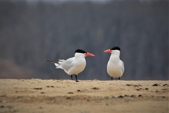 Two least terns standing on ground and looking at each other.